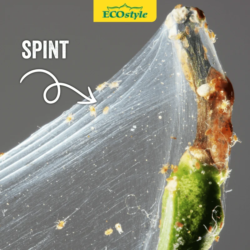 Roofmijt tegen spint