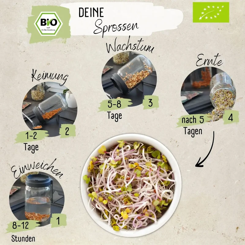 Dein 5 Bio Sprossen Anzuchtset