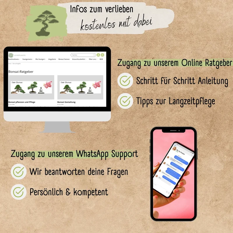 Judasbaum Samen