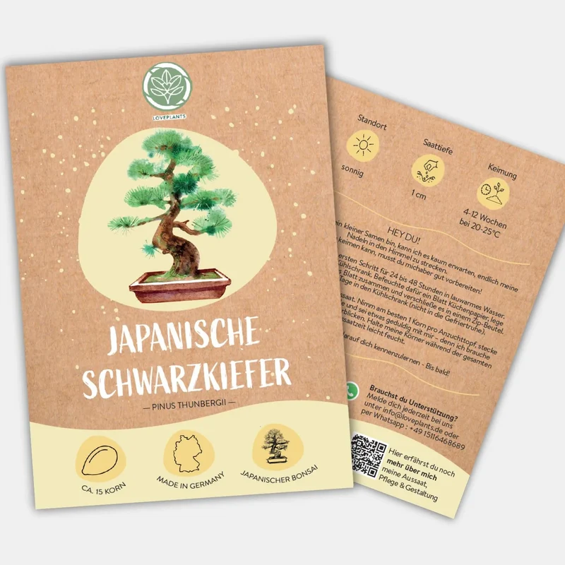 Japanische Schwarzkiefer Samen