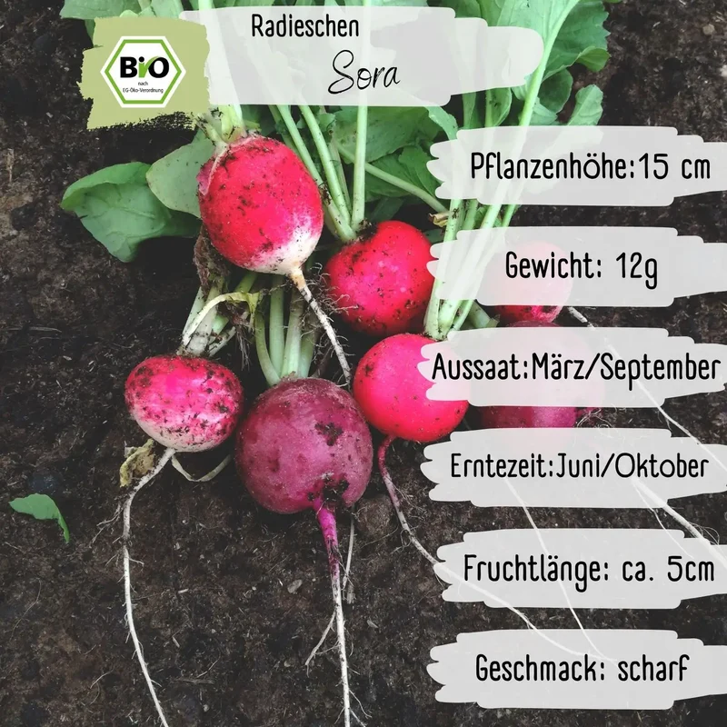 Bio Radieschen Samen