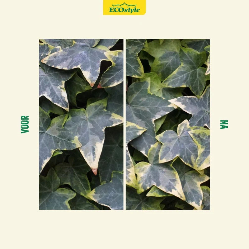 Klimplanten-AZ+