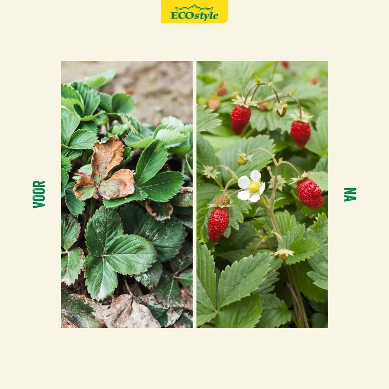 Aardbeien-AZ+