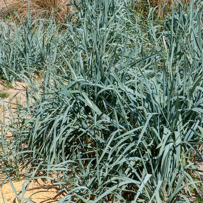 Strandroggen