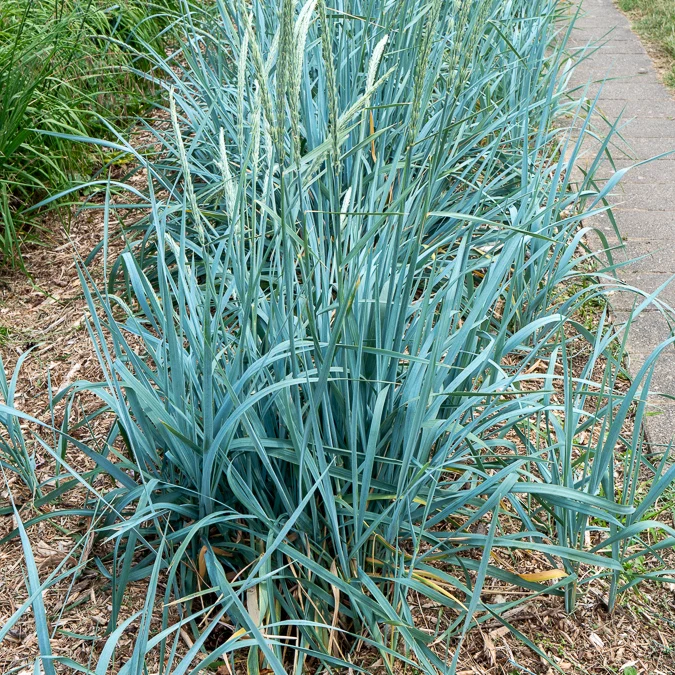 Strandroggen