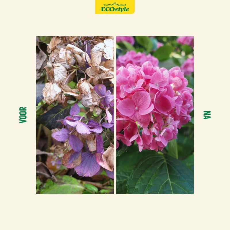 Hortensia-AZ+