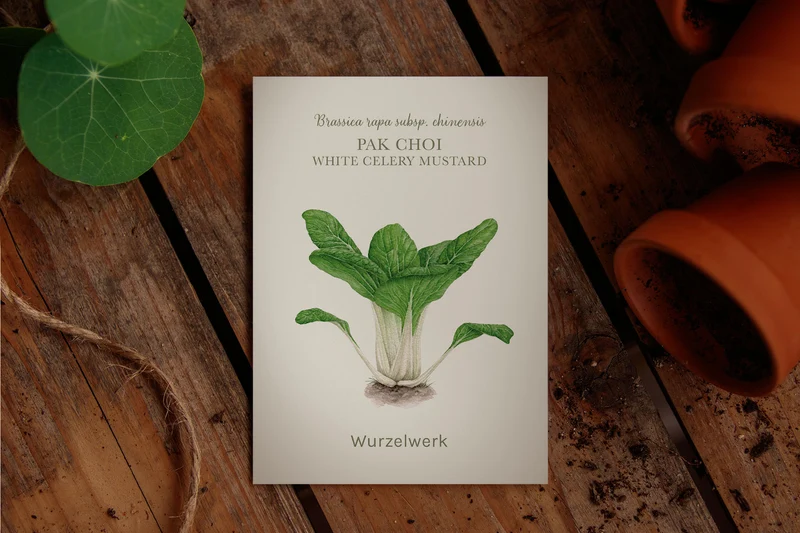 Pak Choi ‘White Celery Mustard’