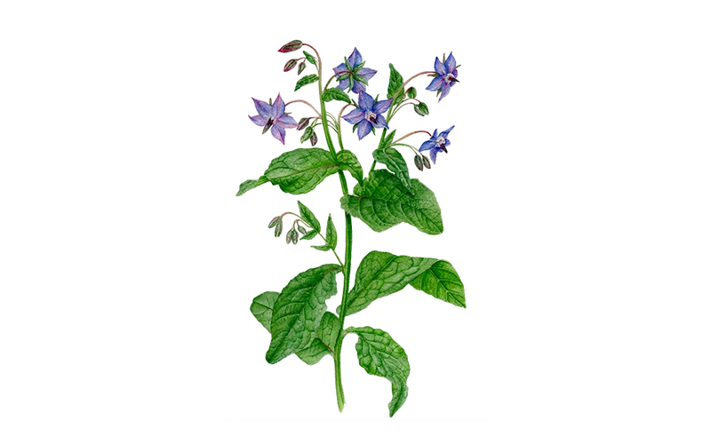 Borretsch ‘Lena‘