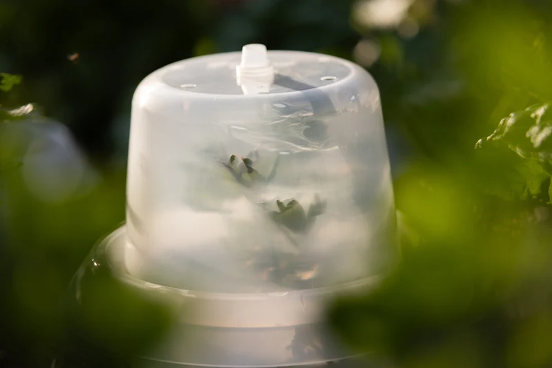 Treibhaushaube für Schneckenkragen – 6er Set