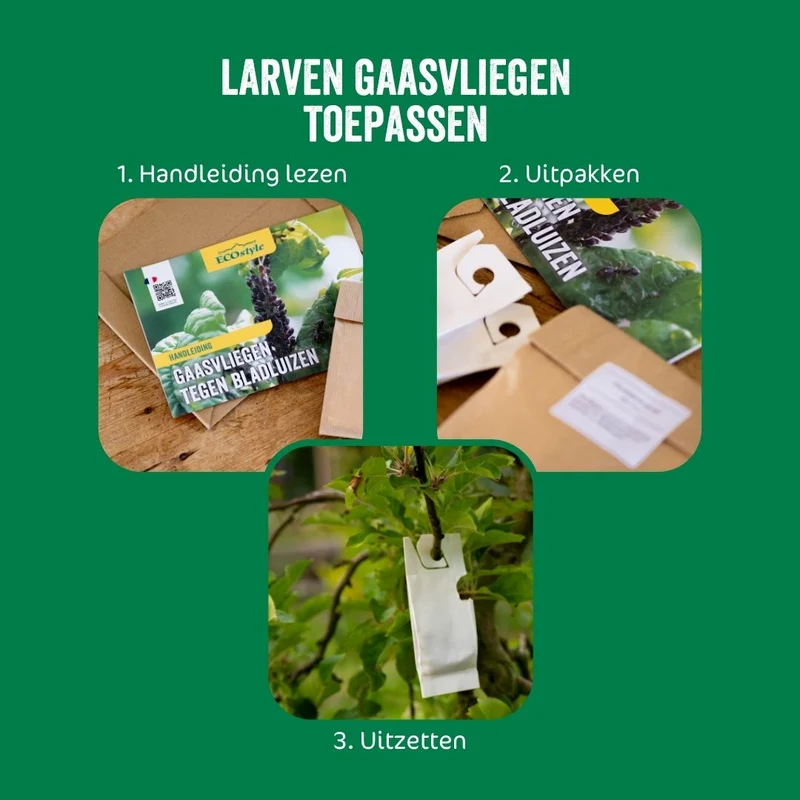 Larven gaasvlieg tegen bladluis