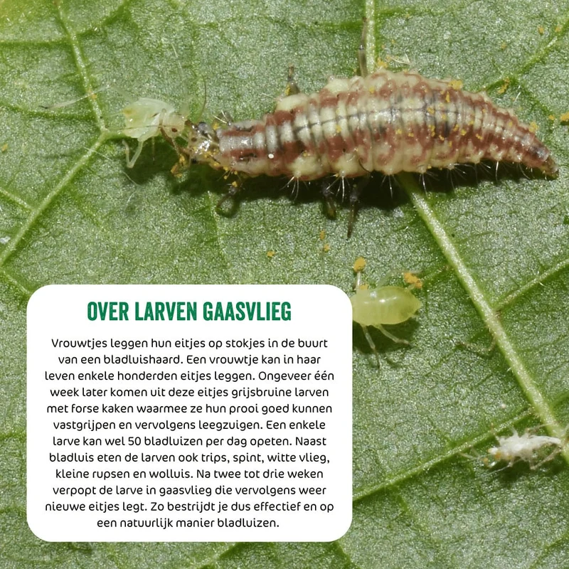 Larven gaasvlieg tegen bladluis