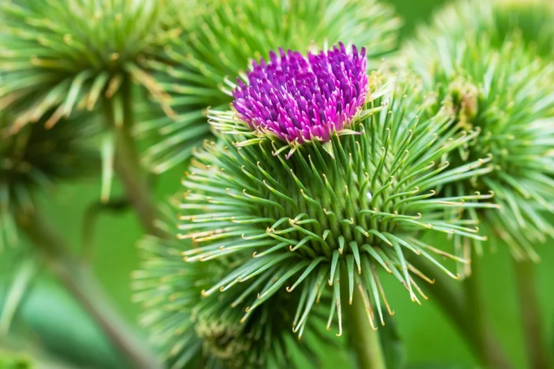 50 Samen Große Klette * Arctium lappa *
