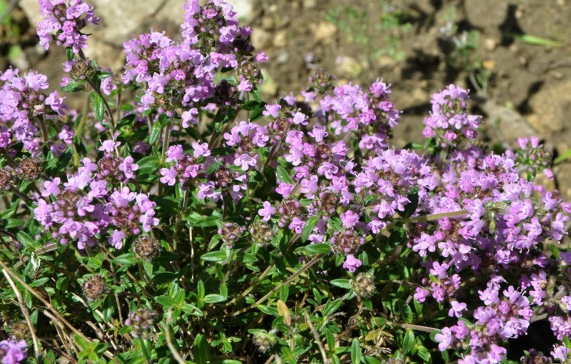 2000 Samen Deutscher Thymian * Thymus vulgaris *