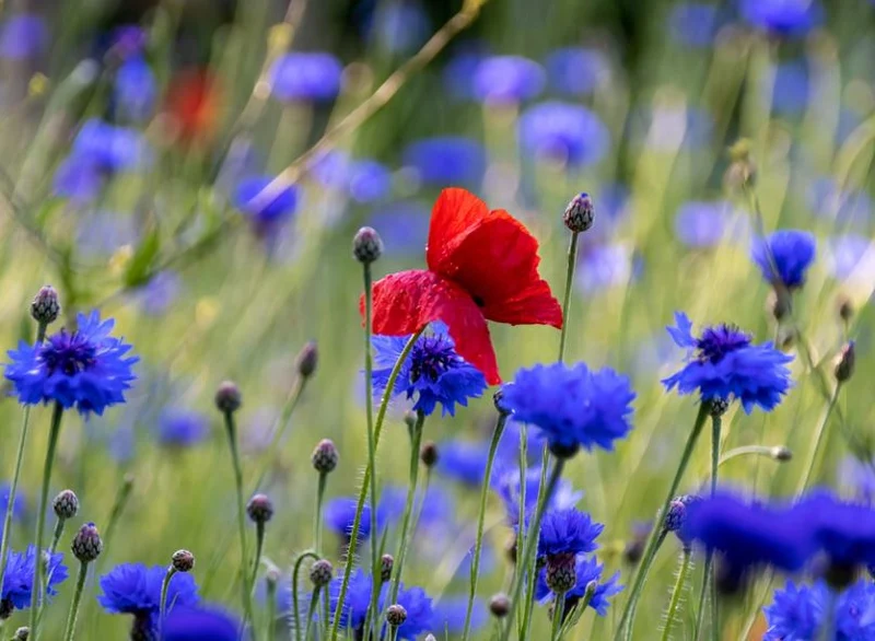 200 qm Blaue Kornblume Centaurea cyanus Großpackung