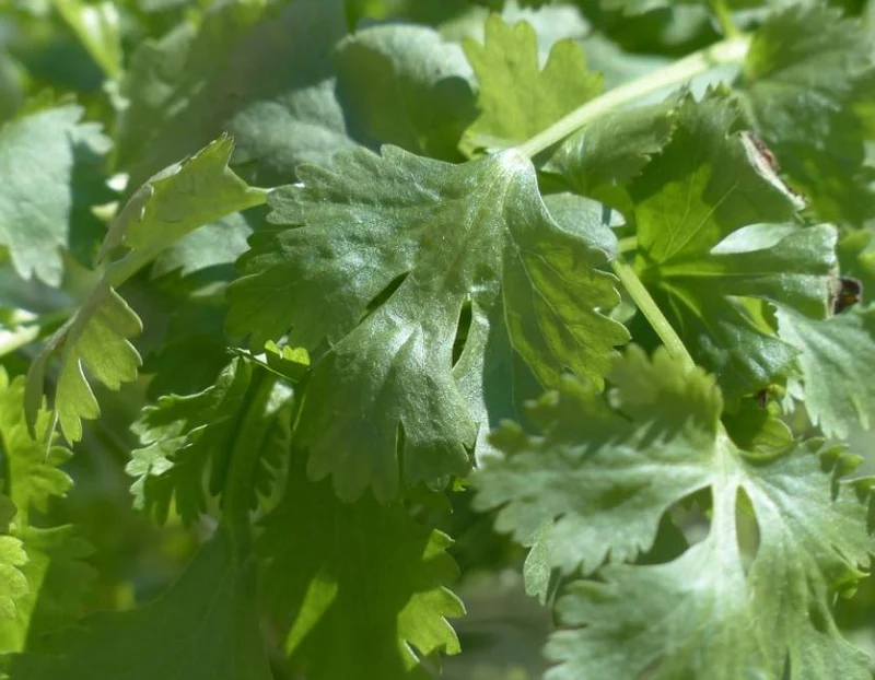 1000 Samen Koriander Coriandrum sativum - Arabische Petersilie