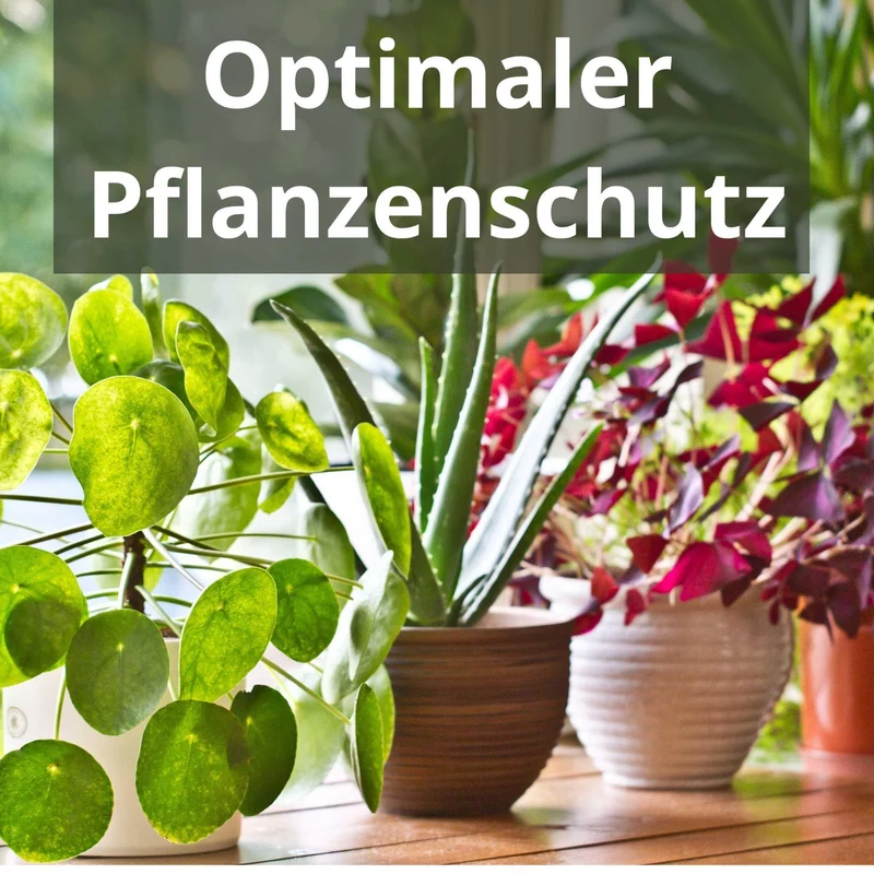 Zimmerpflanzen Blattdünger Flüssigdünger von Flora Boost für gesunde Pflanzenpflege