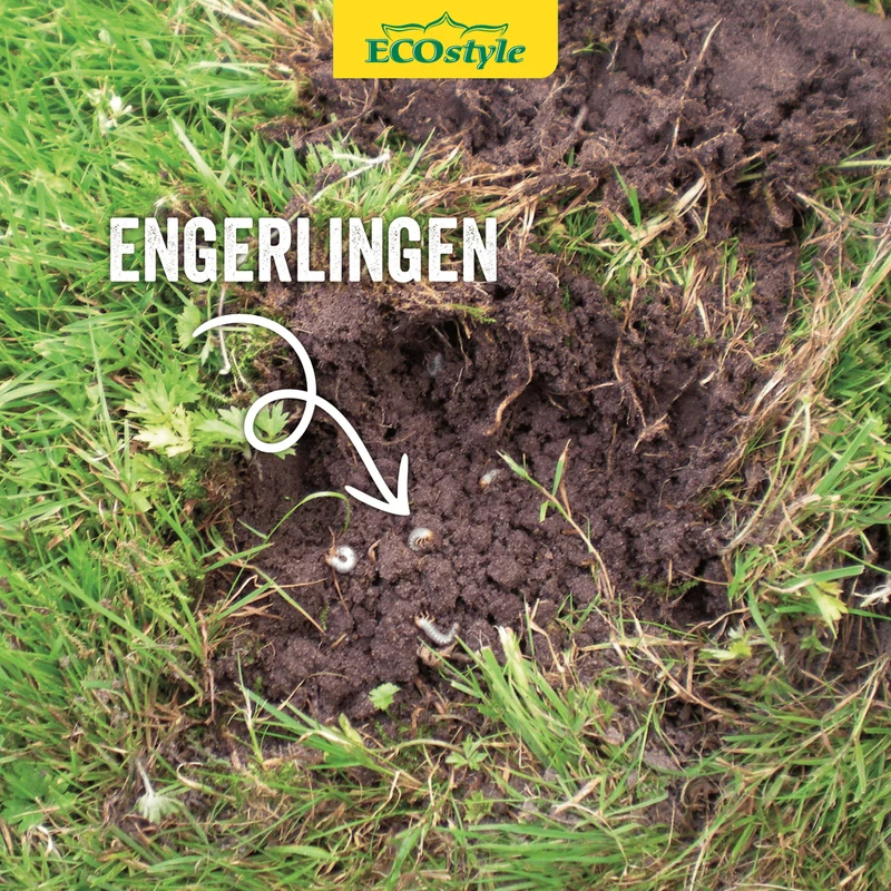 Aaltjes tegen engerlingen
