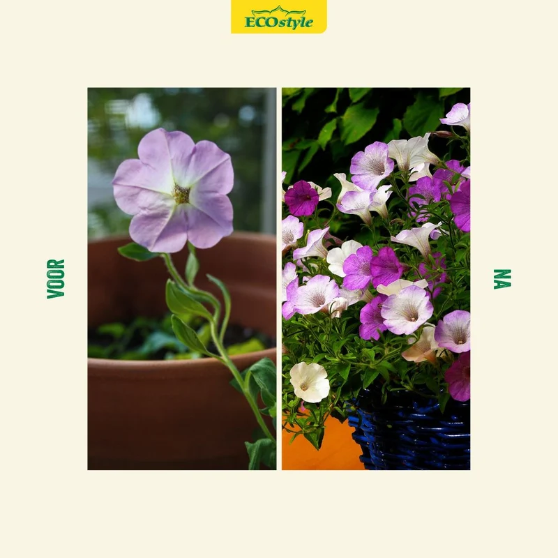 Zomerbloeiers-AZ+