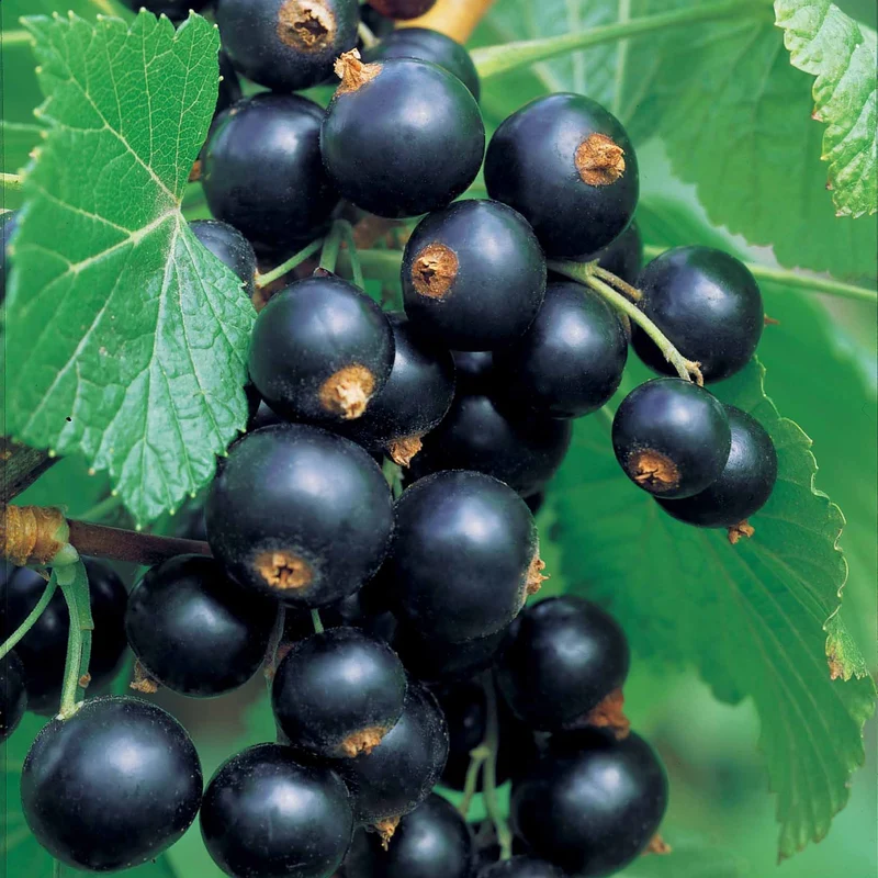 Schwarze Johannisbeere Neva ® Chereshnevas (x2)
