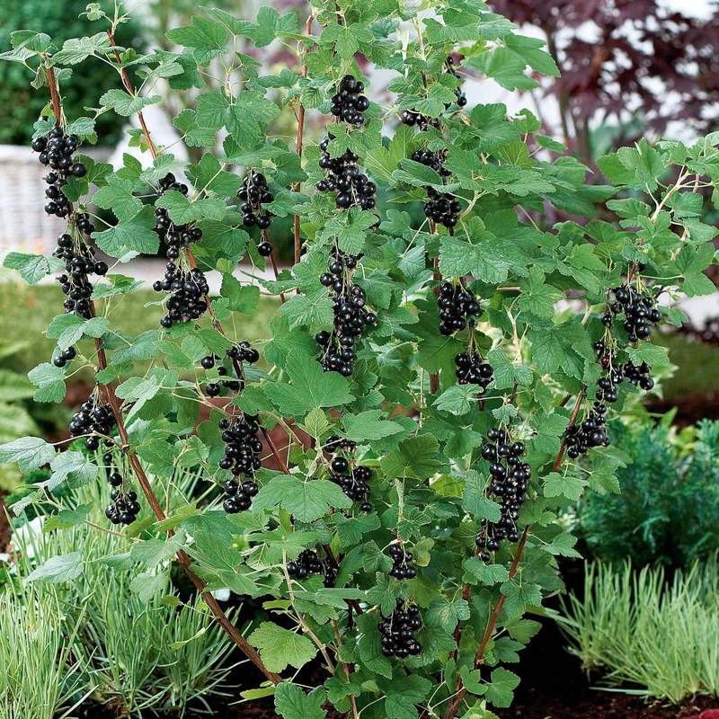 Schwarze Johannisbeere Neva ® Chereshnevas (x2)