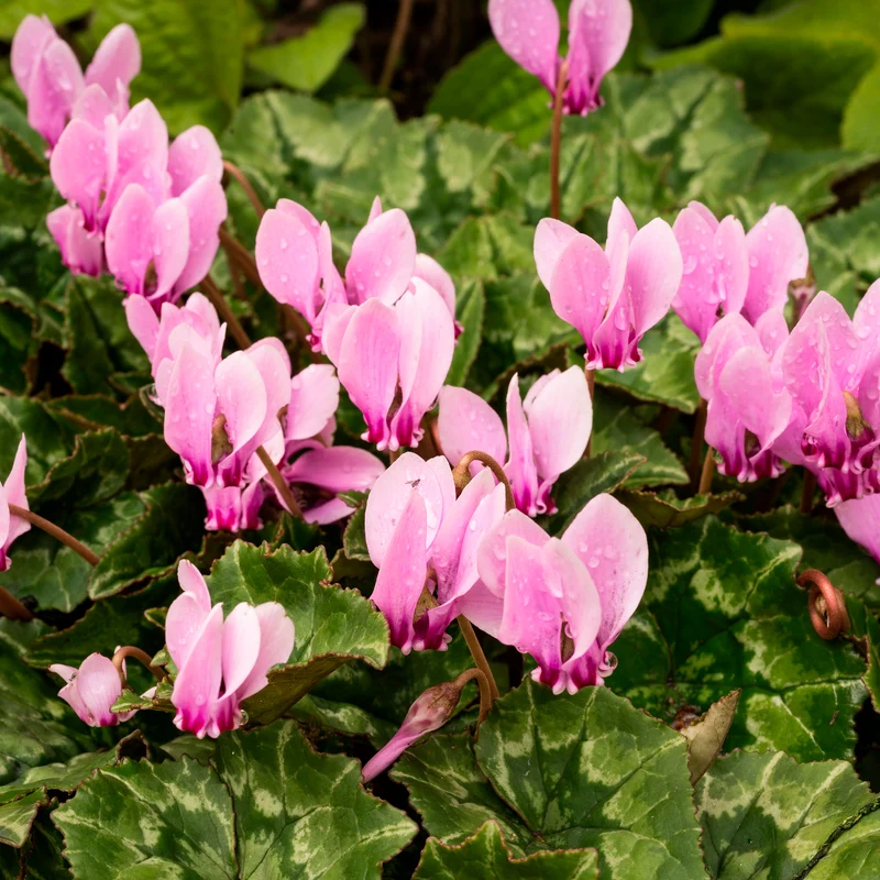 Alpenveilchen rosa (x3)