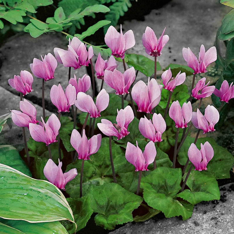 Alpenveilchen rosa (x3)