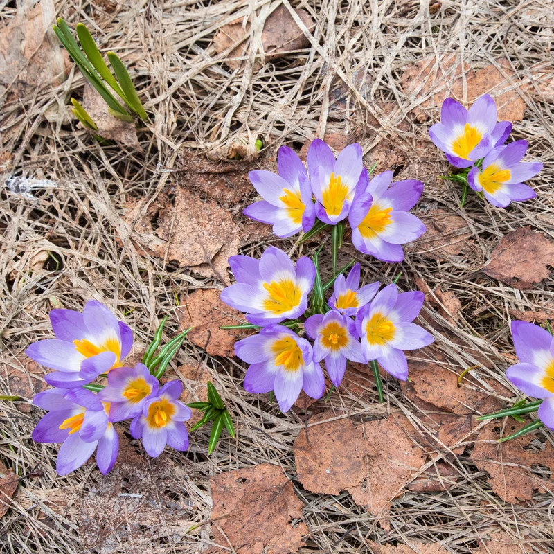 Krokusse Sublime Tricolor