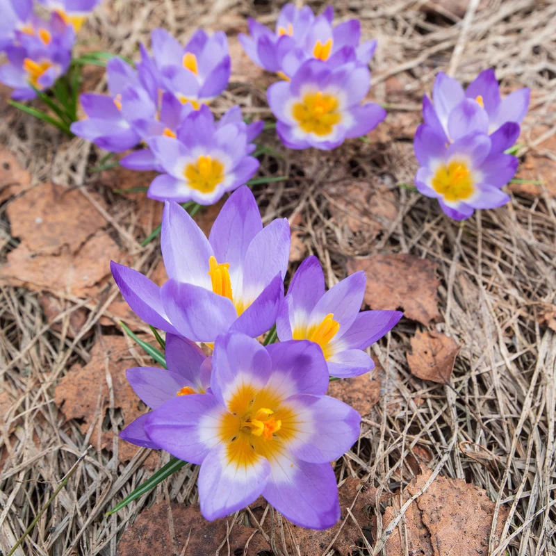 Krokusse Sublime Tricolor