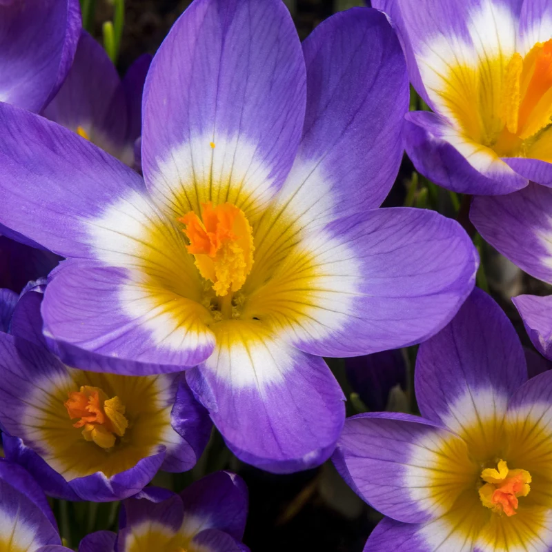 Krokusse Sublime Tricolor