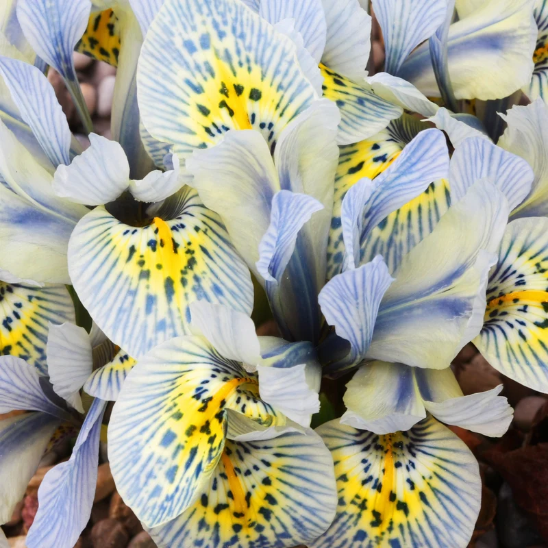 Netziris ‘Katherine Hodgkin’ (x10)