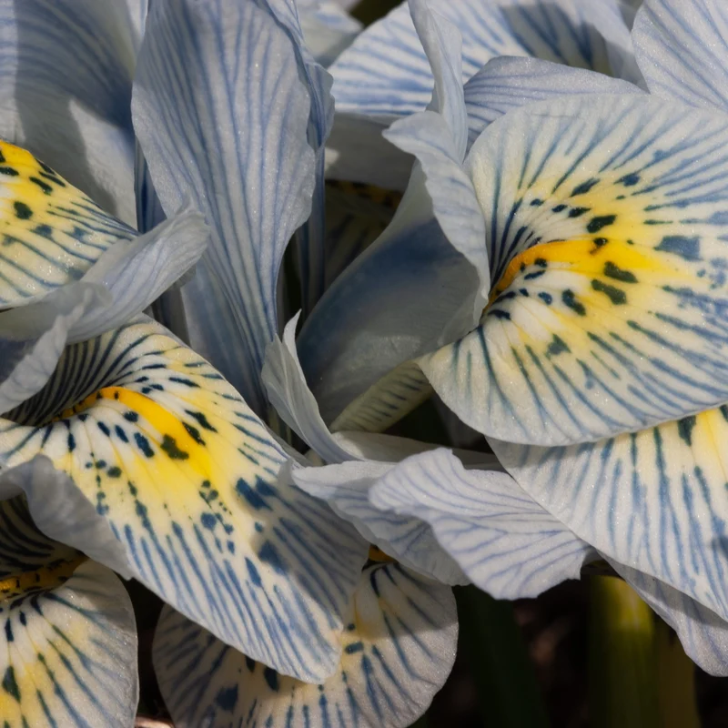 Netziris ‘Katherine Hodgkin’ (x10)