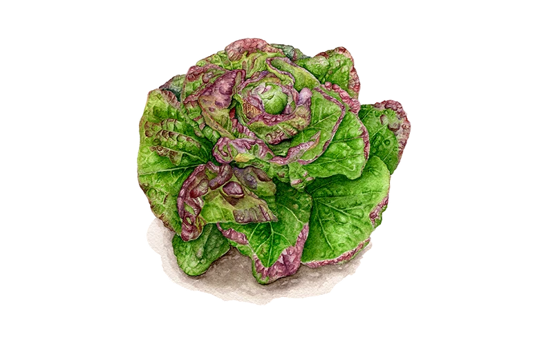 Kopfsalat ‘Pirat‘