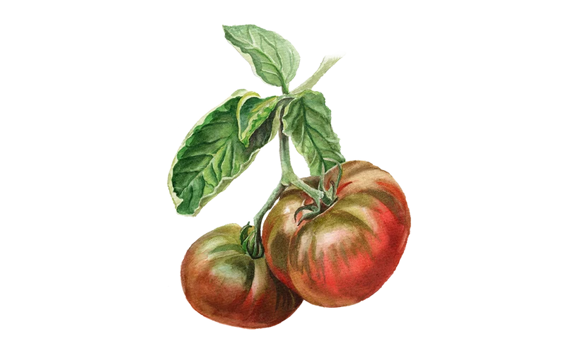 Fleischtomate ‘Tschernij Prinz‘