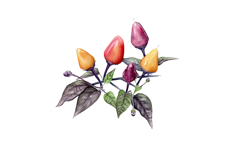Chili ‘Lila Luzi‘