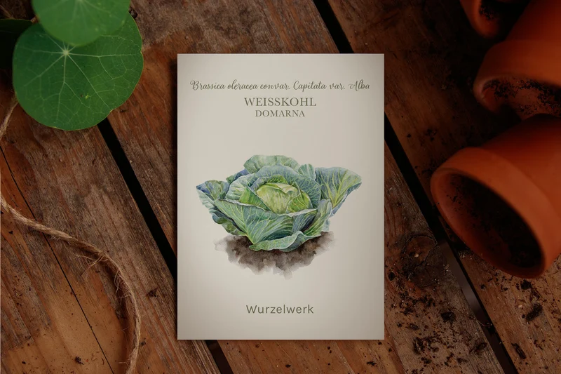 Weißkohl ‘Domarna’