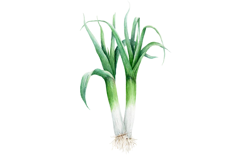 Sommerlauch ‘Hilari’