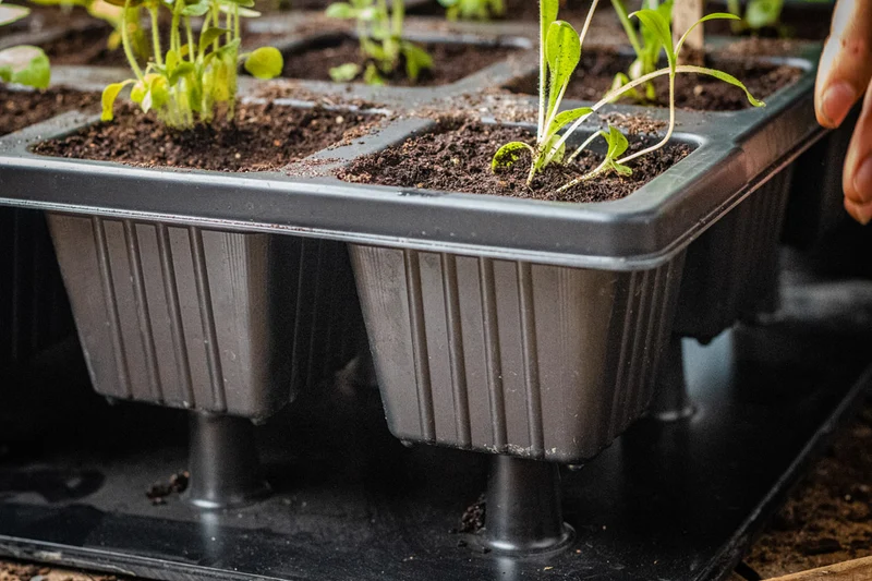 Aushebeplatte für QuickPot Anzuchtplatten
