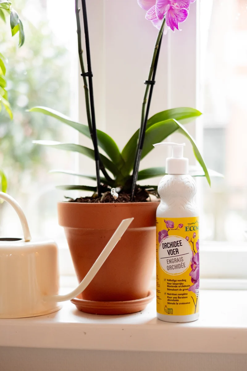 OrchideeVoer