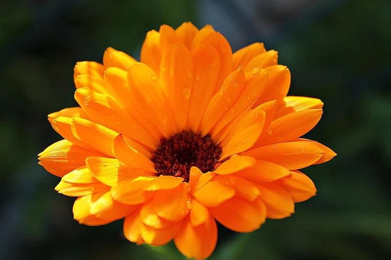 Schmetterlings-Zauber - Blumensamen Set mit 5 nektarreichen Blumensorten