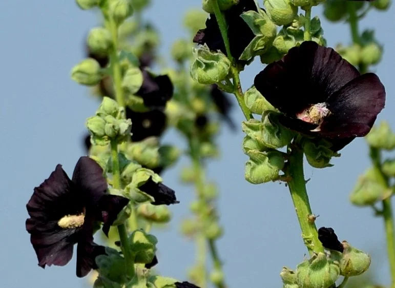 Schmetterlings-Zauber - Blumensamen Set mit 5 nektarreichen Blumensorten