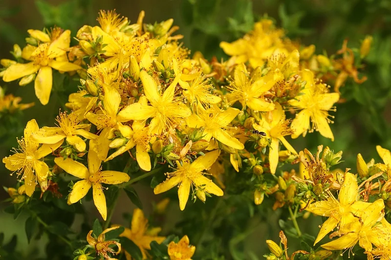 Schmetterlings-Zauber - Blumensamen Set mit 5 nektarreichen Blumensorten