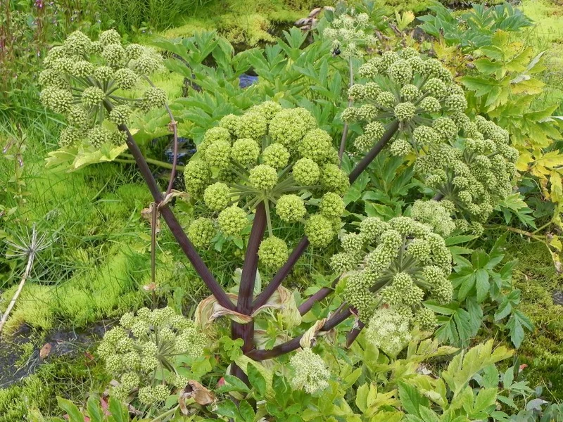100 Samen Engelwurz * Angelica archangelica * Traditionelle Heilpflanze