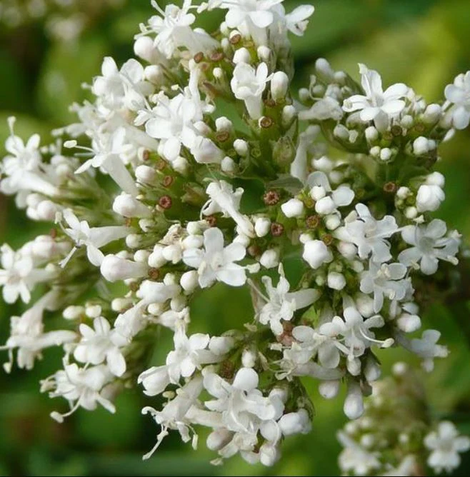 Schmetterling Delight - Samenmischung für Balkonkasten