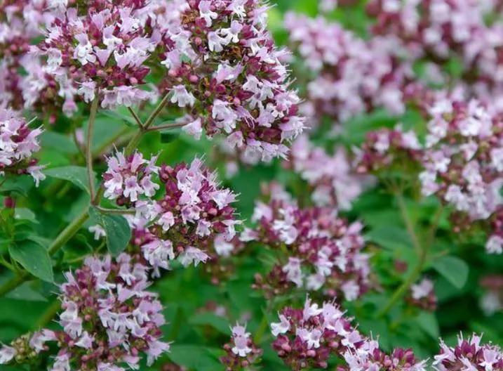 1500 Samen Oregano Origanum vulgare Griechischer Oregano
