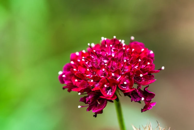 Blumensamen Set "Dreiklang Scabiosa"