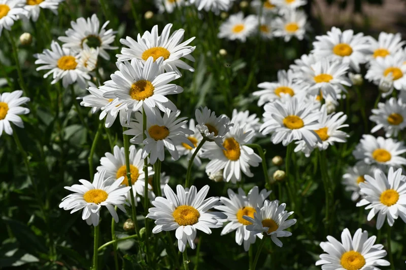 "Green Revolt" - Bienenblumen für Wilde Ecken 5qm
