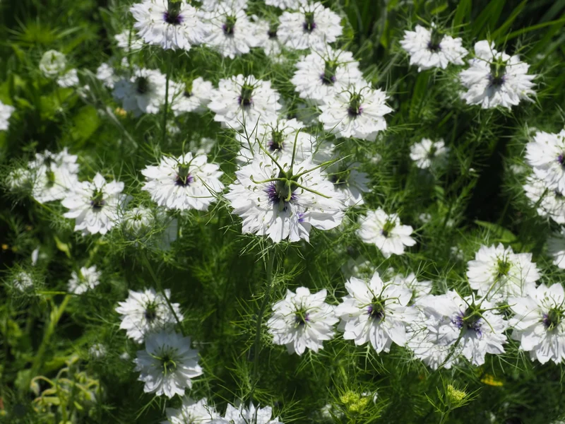 "Green Revolt" - Bienenblumen für Wilde Ecken 5qm