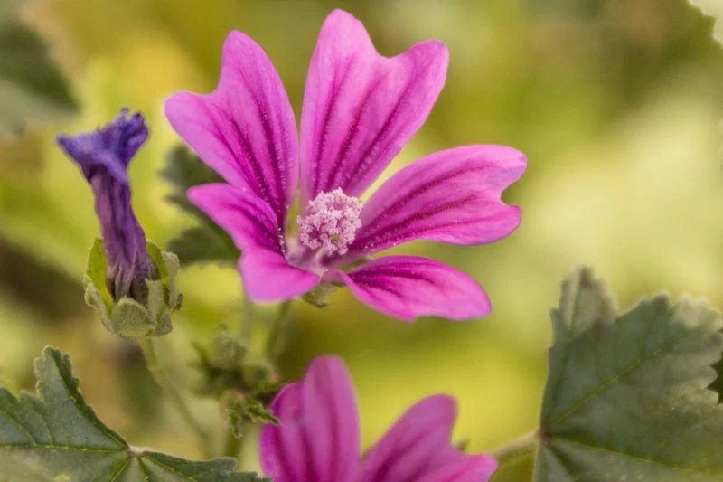 "Urban Wildblumen" - Saatgut für Wilde Ecken 5 qm