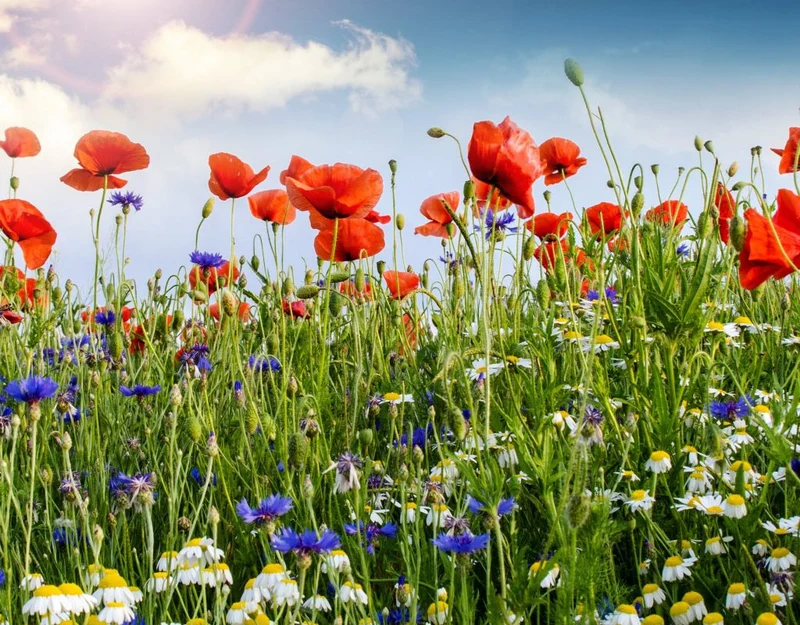 "Urban Wildblumen" - Saatgut für Wilde Ecken 5 qm
