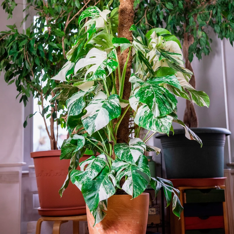 Gatenplant bont